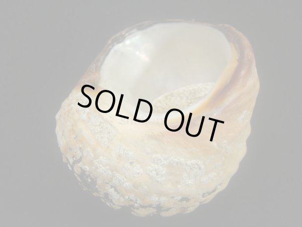 画像3: リュウオウスガイ (3)