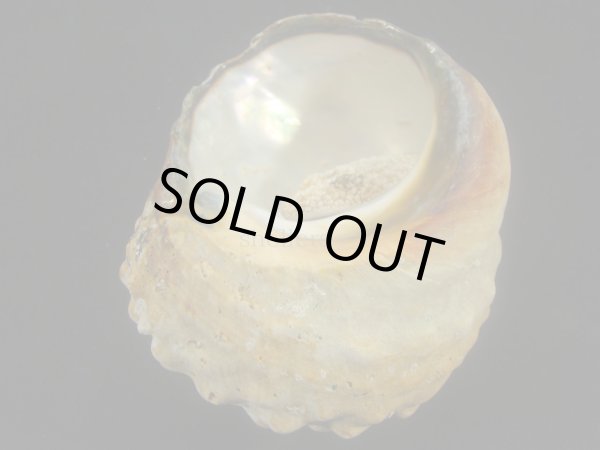 画像3: リュウオウスガイ 大 (3)