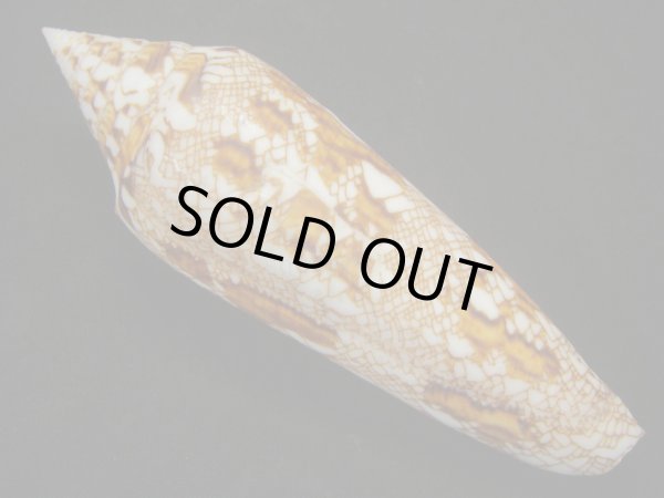 画像2: ベンガルイモ　老成 (2)