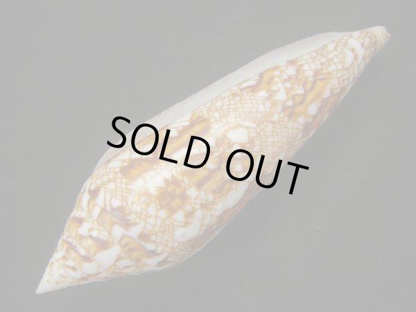 画像3: ベンガルイモ　老成 (3)