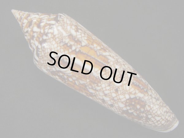 画像2: ベンガルイモ　濃色　美品 (2)