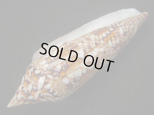 画像3: ベンガルイモ　濃色　美品 (3)