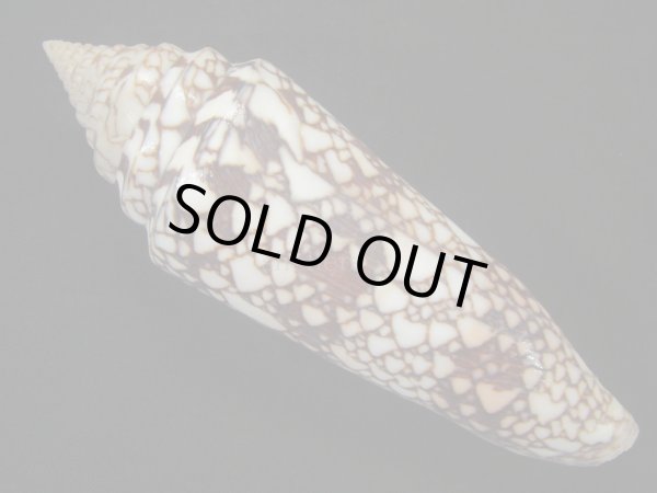 画像2: インドハデミナシ　ハイコントラスト　特美品 (2)