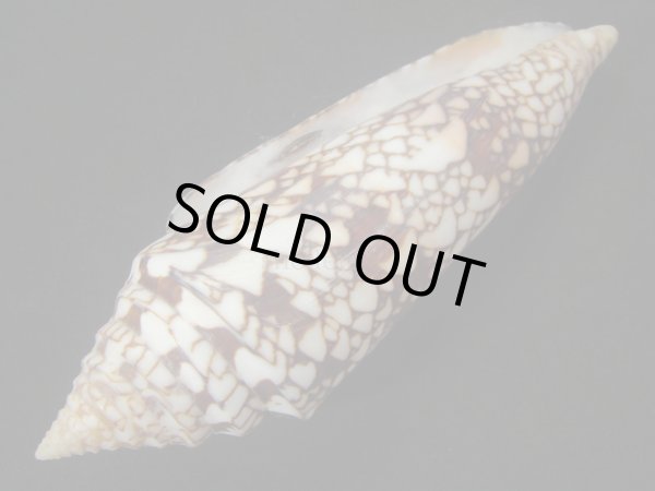 画像3: インドハデミナシ　ハイコントラスト　特美品 (3)