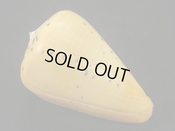 画像2: アフリカダイミョウイモ 大 ユニークパターン (2)