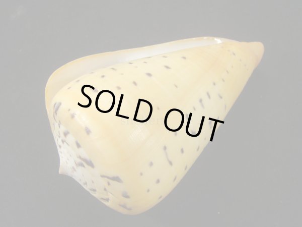 画像3: アフリカダイミョウイモ 大 ユニークパターン (3)