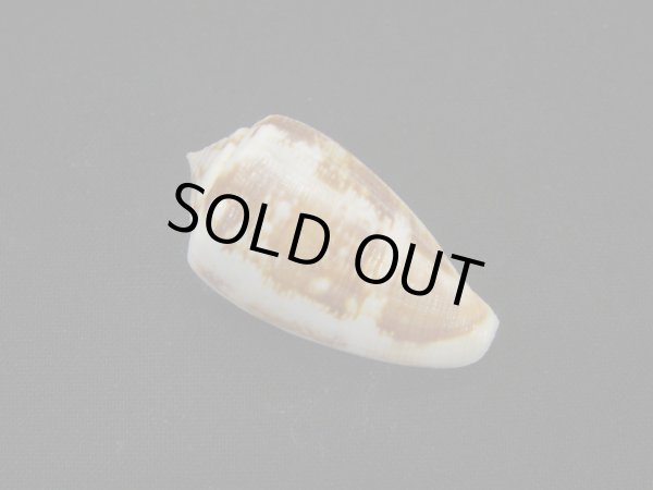 画像2: フクレアネモネイモ (2)