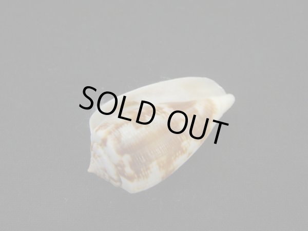 画像3: フクレアネモネイモ (3)