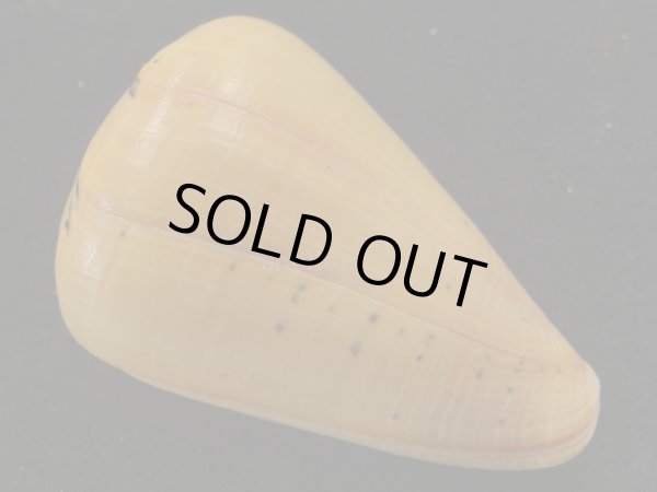 画像2: アフリカダイミョウイモ　大 (2)