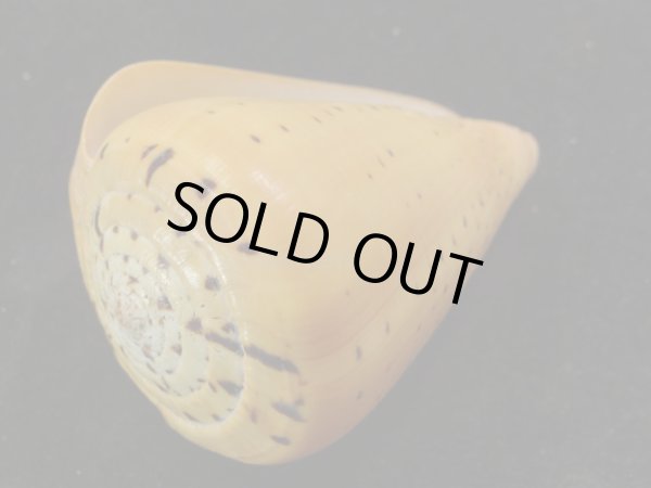 画像3: アフリカダイミョウイモ　大 (3)