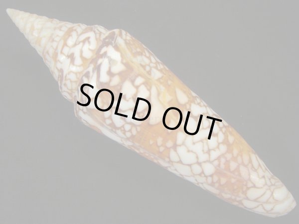 画像2: インドハデミナシ　150ｍｍ　美品 (2)