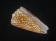 画像1: スキネリービクターイモ(Conus nobilis victor skinneri) 大　老成　濃色　特美品 (1)