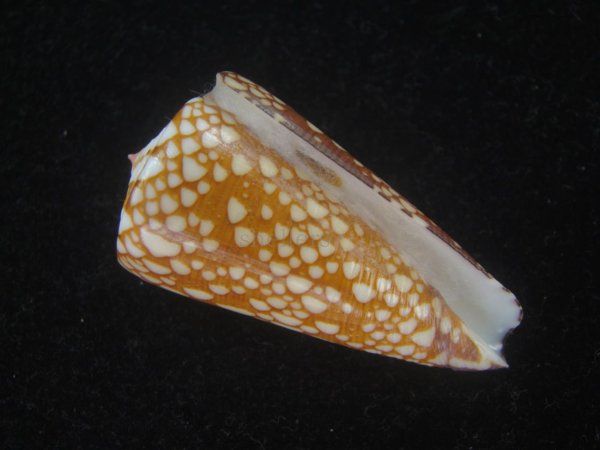 画像1: スキネリービクターイモ(Conus nobilis victor skinneri) 大　老成　濃色　特美品 (1)
