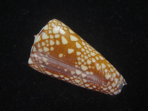 画像2: スキネリービクターイモ(Conus nobilis victor skinneri) 大　老成　濃色　特美品 (2)