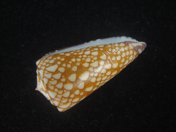 画像3: スキネリービクターイモ(Conus nobilis victor skinneri) 大　老成　濃色　特美品 (3)