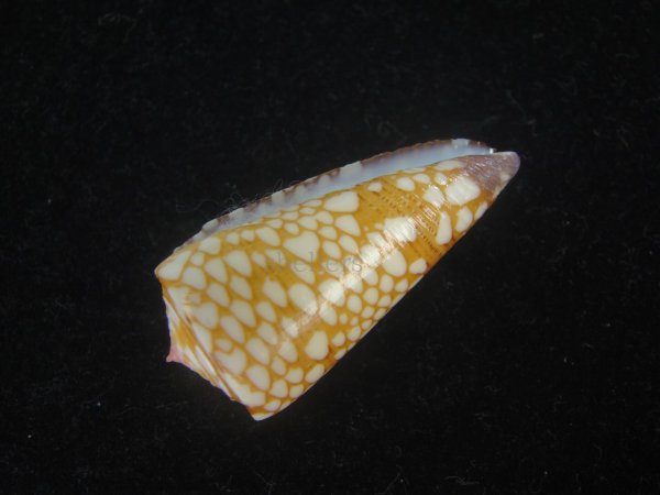 画像3: スキネリービクターイモ(Conus nobilis victor skinneri) (3)