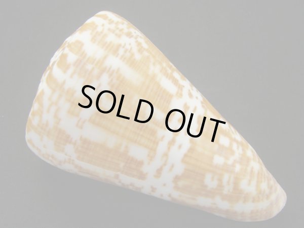 画像2: ダイオウイモ(コチョウイモ)死殻だけど老成 (2)