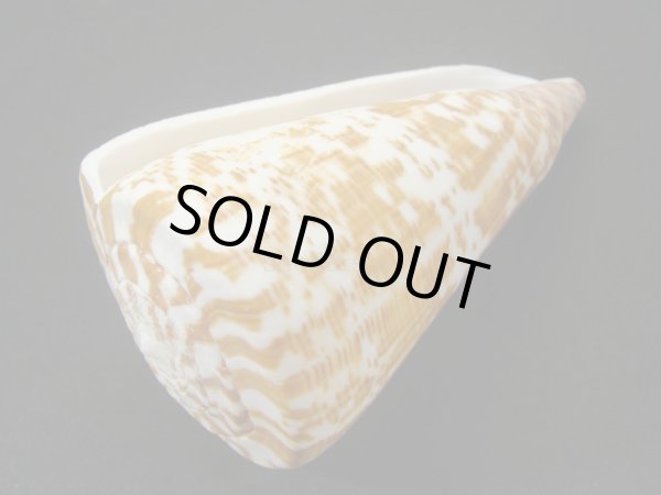 画像3: ダイオウイモ(コチョウイモ)死殻だけど老成 (3)