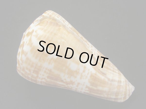 画像2: ダイオウイモ(コチョウイモ)死殻だけど老成 (2)