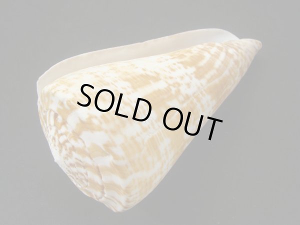 画像3: ダイオウイモ(コチョウイモ)死殻だけど老成 (3)