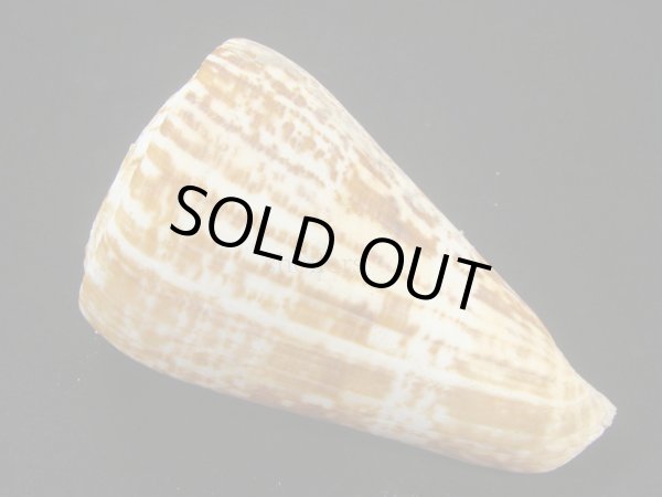 画像2: ダイオウイモ(コチョウイモ)死殻 (2)