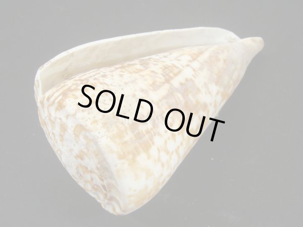 画像3: ダイオウイモ(コチョウイモ)死殻 (3)