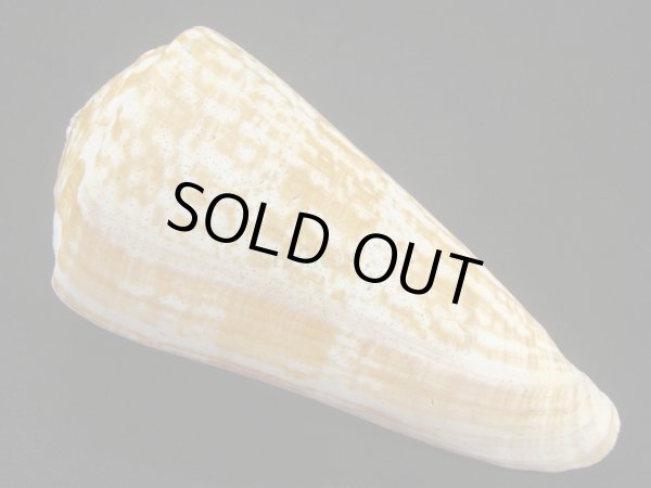 画像2: ダイオウイモ(コチョウイモ)死殻だけど大 (2)