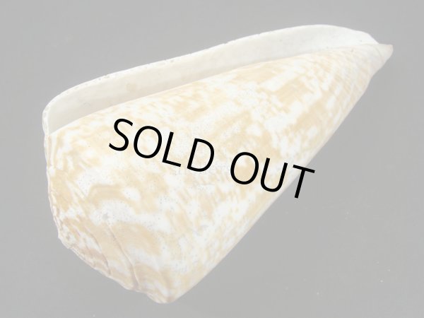 画像3: ダイオウイモ(コチョウイモ)死殻だけど大 (3)