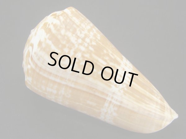 画像2: ダイオウイモ(コチョウイモ)死殻だけど大 (2)