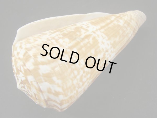 画像3: ダイオウイモ(コチョウイモ)死殻だけど大 (3)