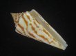 画像1: ユウダチイモ(Conus recurvus) (1)