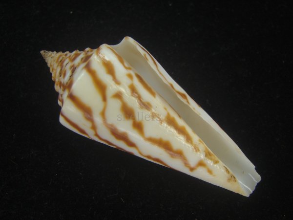 画像1: ユウダチイモ(Conus recurvus) (1)
