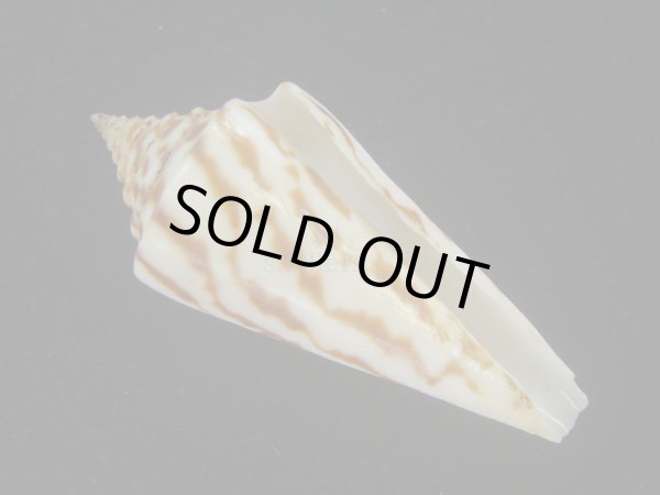 画像1: ユウダチイモ(Conus recurvus) (1)