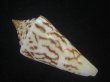 画像2: ユウダチイモ(Conus recurvus) (2)