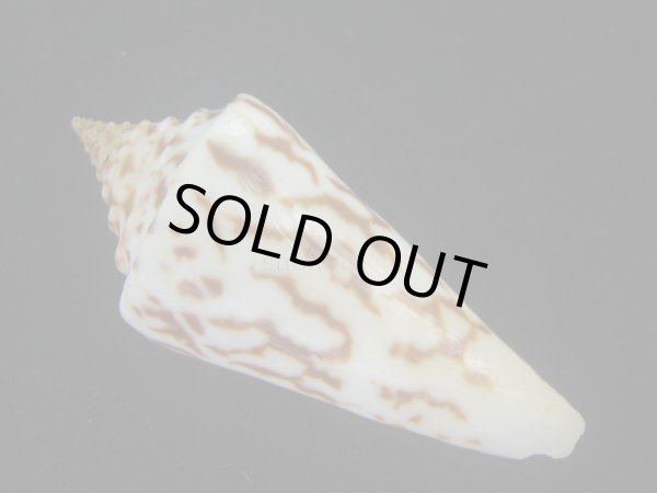 画像2: ユウダチイモ(Conus recurvus) (2)