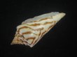 画像3: ユウダチイモ(Conus recurvus) (3)