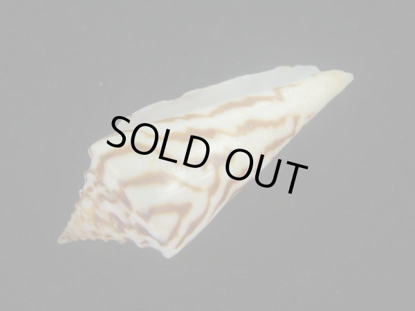 画像3: ユウダチイモ(Conus recurvus) (3)