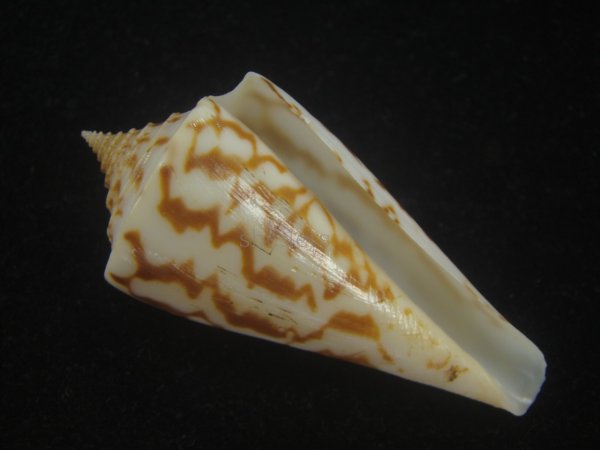 画像1: ユウダチイモ(Conus recurvus) (1)