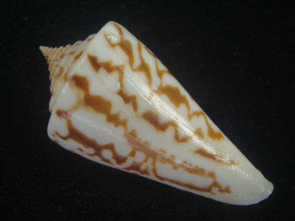 画像2: ユウダチイモ(Conus recurvus) (2)