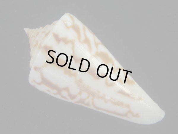 画像2: ユウダチイモ(Conus recurvus) (2)