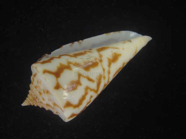 画像3: ユウダチイモ(Conus recurvus) (3)