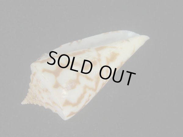 画像3: ユウダチイモ(Conus recurvus) (3)