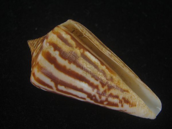 画像1: ワスレシマミナシ(Conus virgatus) 老成　多紋 (1)