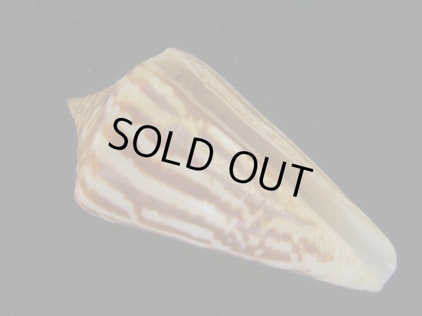 画像1: ワスレシマミナシ(Conus virgatus) 老成　多紋 (1)