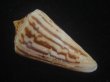 画像2: ワスレシマミナシ(Conus virgatus) 老成　多紋 (2)
