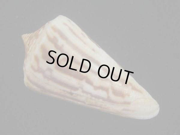 画像2: ワスレシマミナシ(Conus virgatus) 老成　多紋 (2)