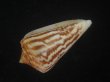 画像3: ワスレシマミナシ(Conus virgatus) 老成　多紋 (3)