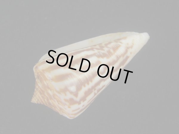 画像3: ワスレシマミナシ(Conus virgatus) 老成　多紋 (3)