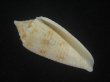 画像1: サナダイモ(Conus australis) 老成 (1)