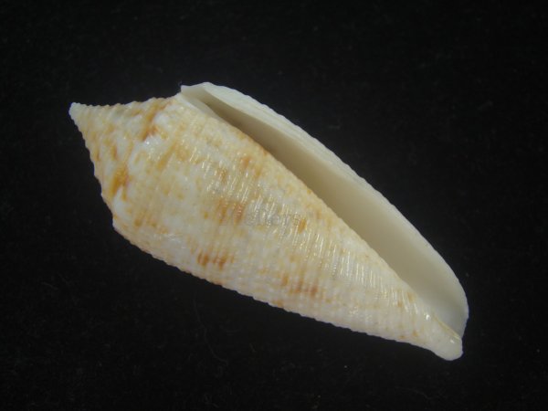 画像1: サナダイモ(Conus australis) 老成 (1)